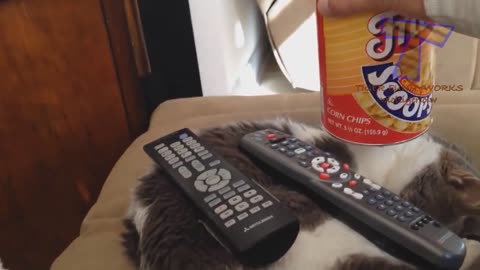 FUNNY CAT VIDEO