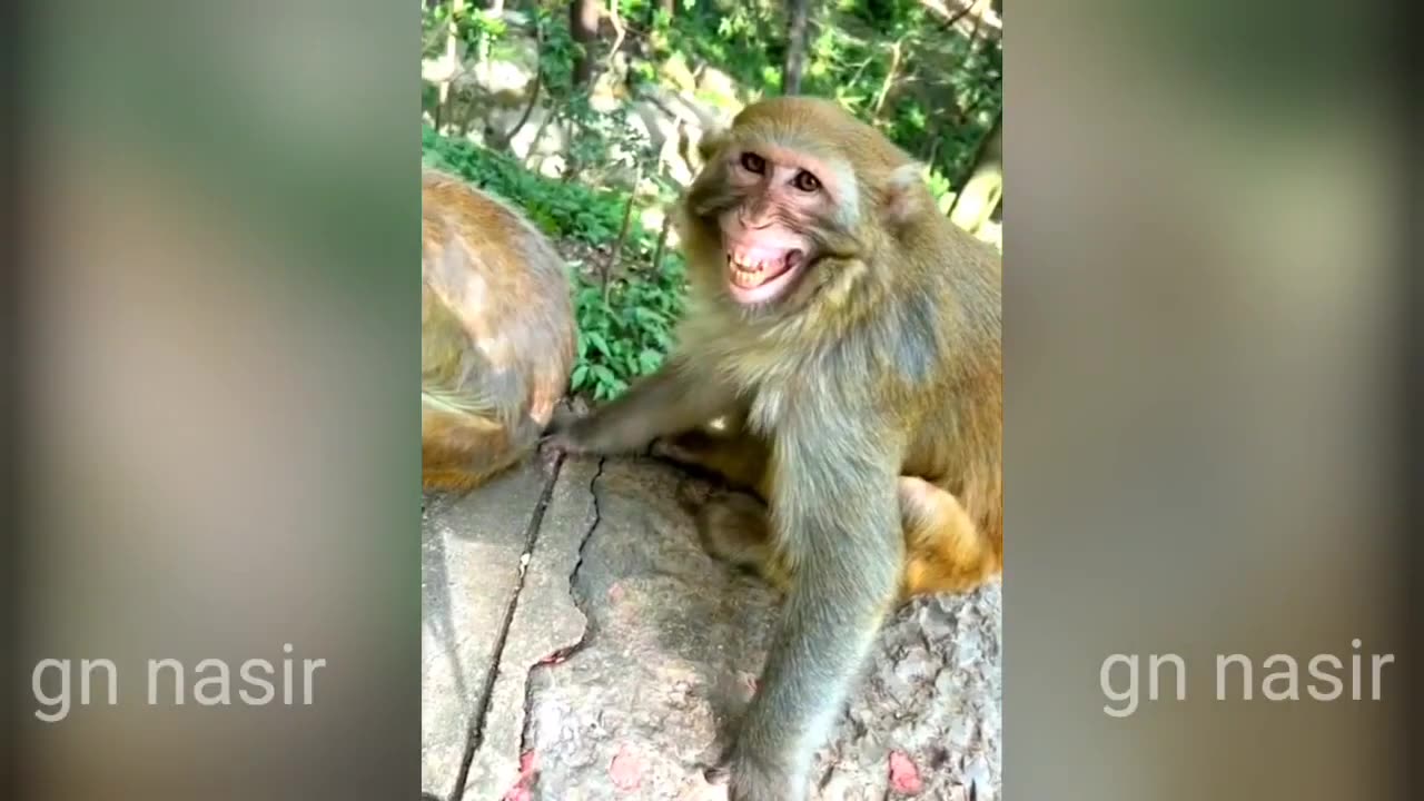 Funny animal