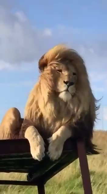 The KING in Masai Mara National Reserve, Kenya