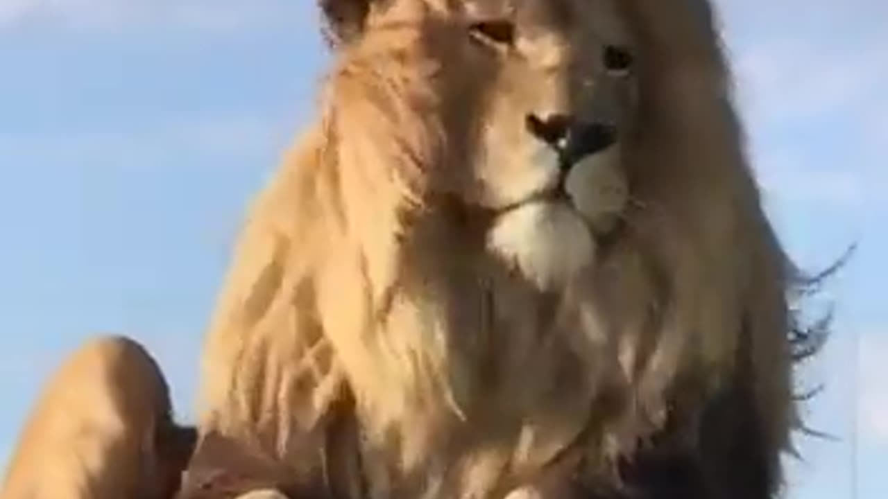 The KING in Masai Mara National Reserve, Kenya