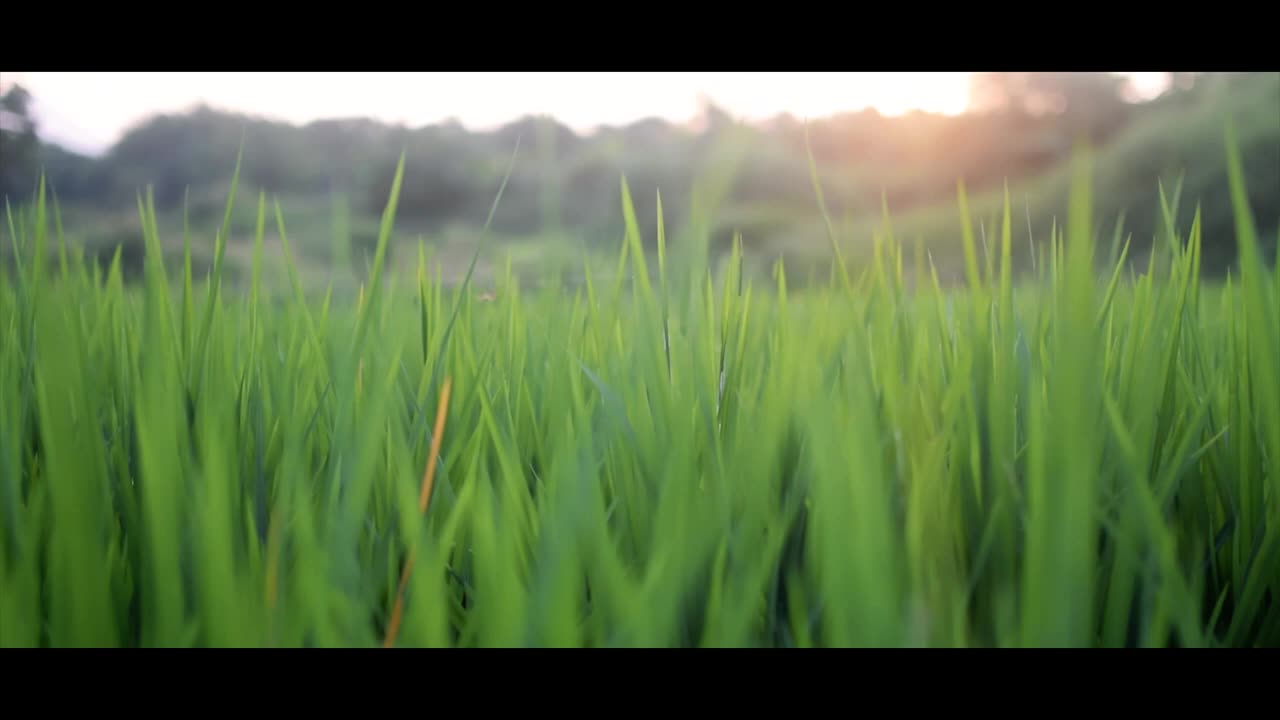 4k Nature cinematography / Nikon D5300