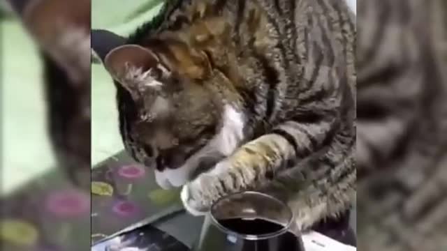 Cat drinks wine! See what happened nex