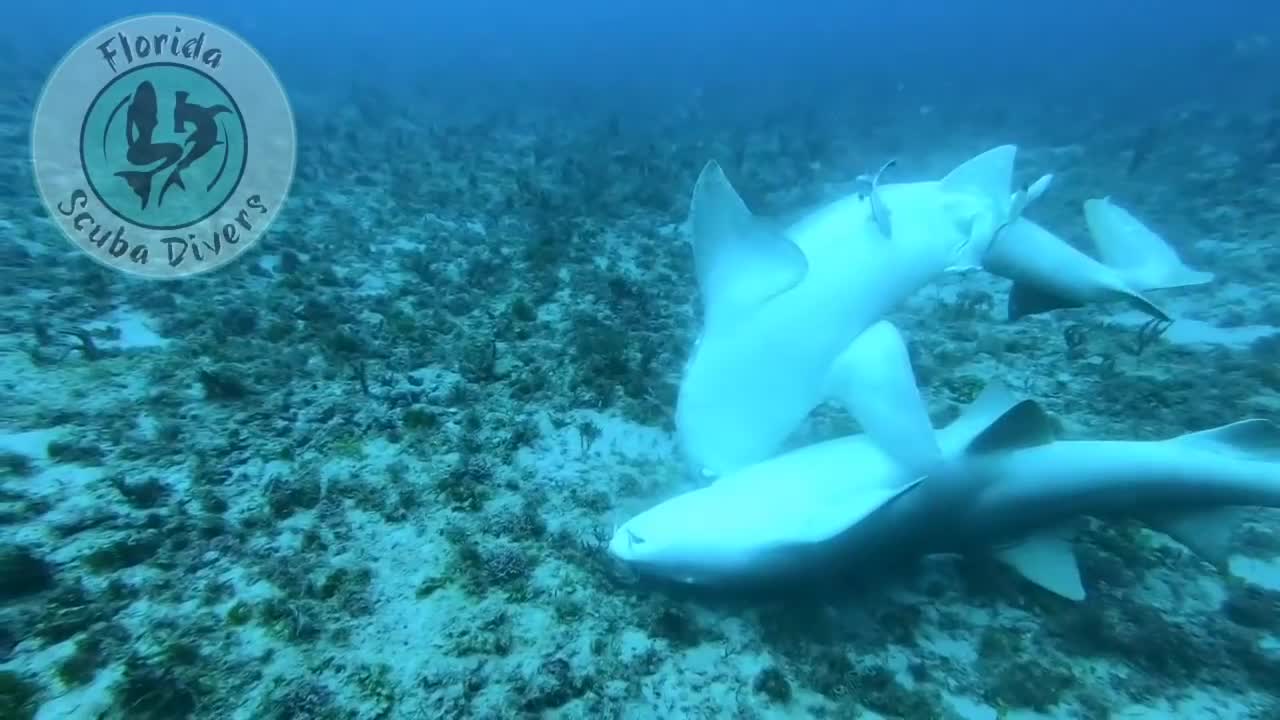 shark in the sea