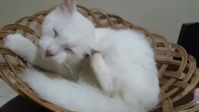 The most most and most funny cat funny moment😺😺😺😺😺😘😘😘😘😘💝💝💝💝💝😺😺😺