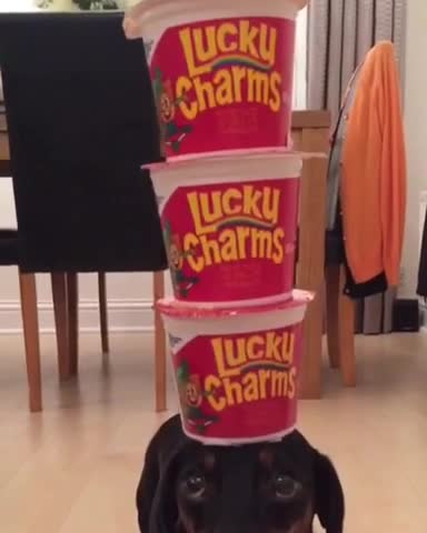 Talentoso perro muestra excelentes habilidades de equilibrio con la cabeza