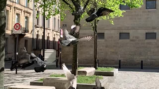 Stories Video - Pigeons Flying