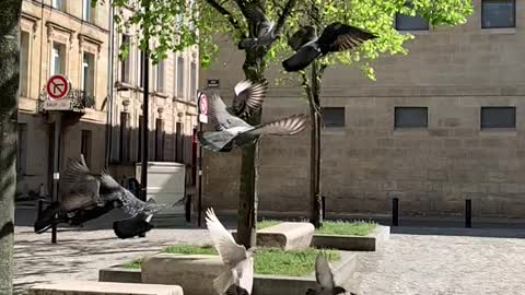 Stories Video - Pigeons Flying