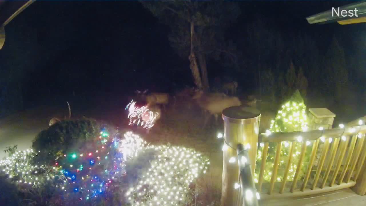 Deer Gets Tangled in Christmas Cheer