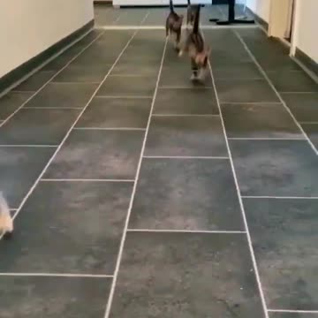 cute cat funny moment #cat #shorts