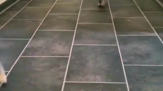 cute cat funny moment #cat #shorts