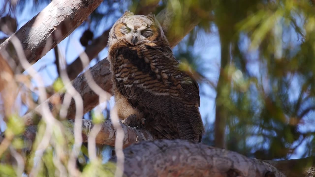 Sleepy Owl