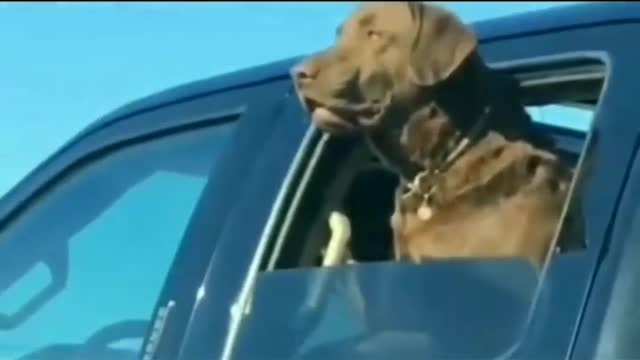 Funny animal videos