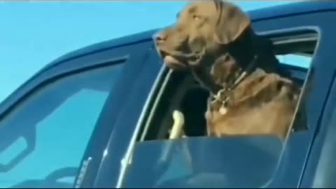 Funny animal videos