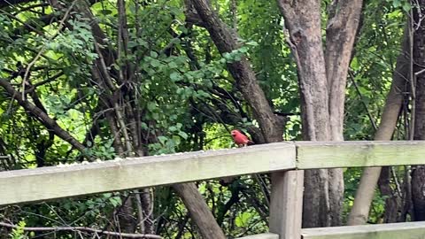 Cardinal top chipmunk below