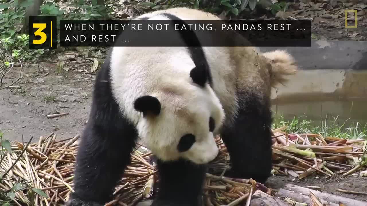 Giant Pandas 101 | Nat Geo Wild