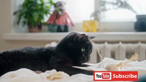 Funny Animal Video 2023-Funniest Cat and Dog video