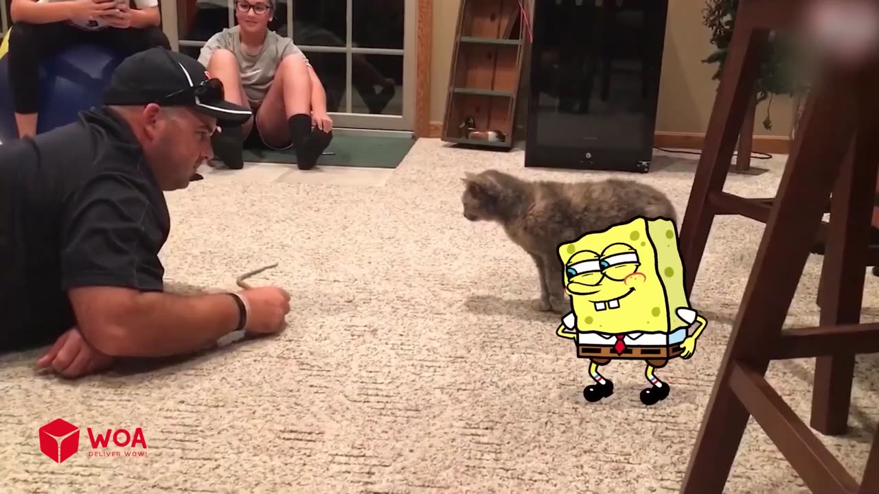 SpongeBob Messing with Cats and Dogs!