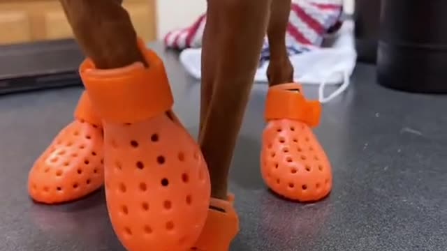 TailPipe's new crocs