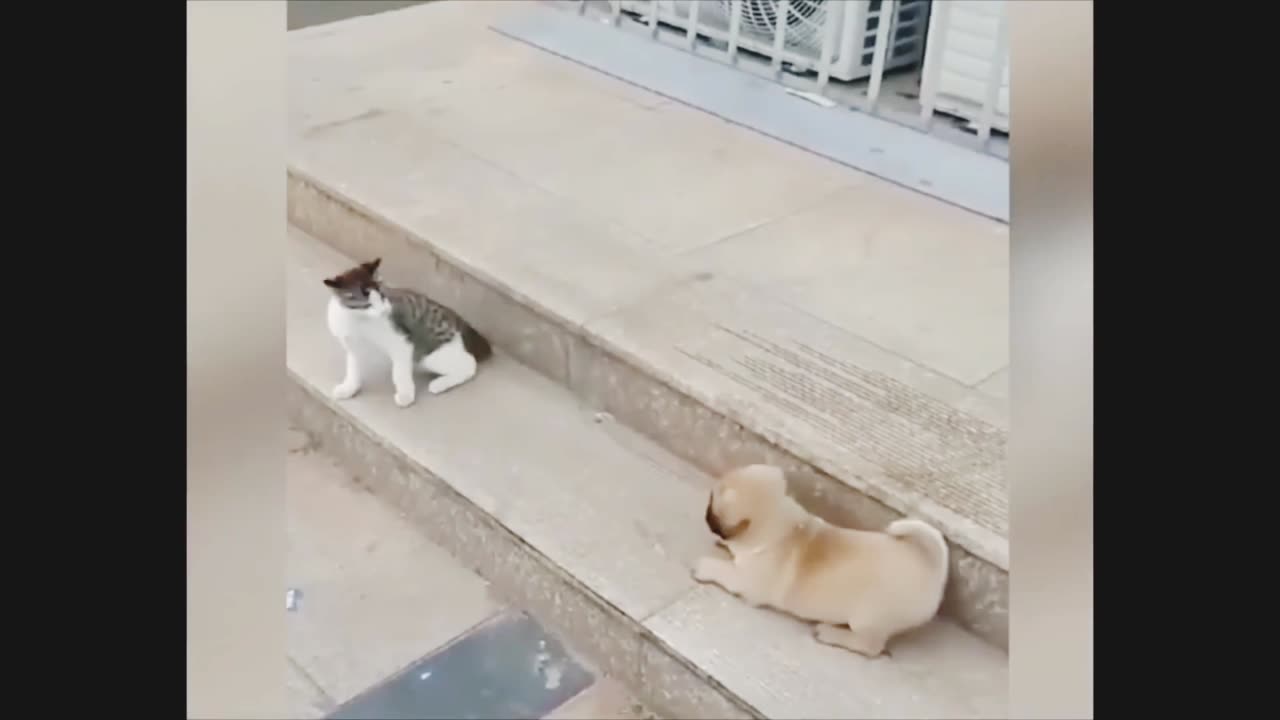 Cat VS Dog Funny animal videos .