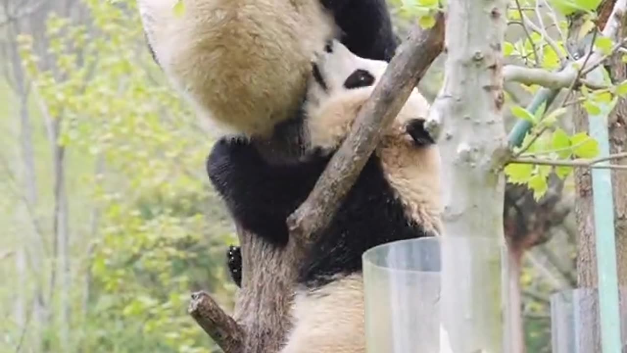 Panda fun video 2023