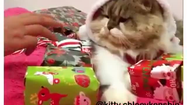 Cat jealous of your gifts