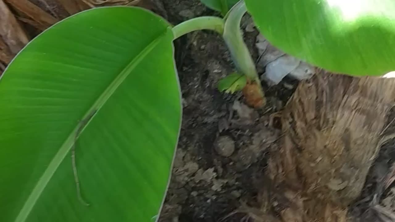 Banana tree