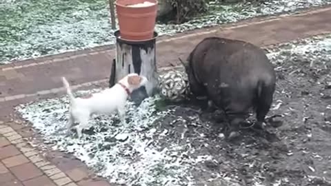 pig+dog soccer match