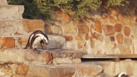 A penguin descends the stairs to the beach