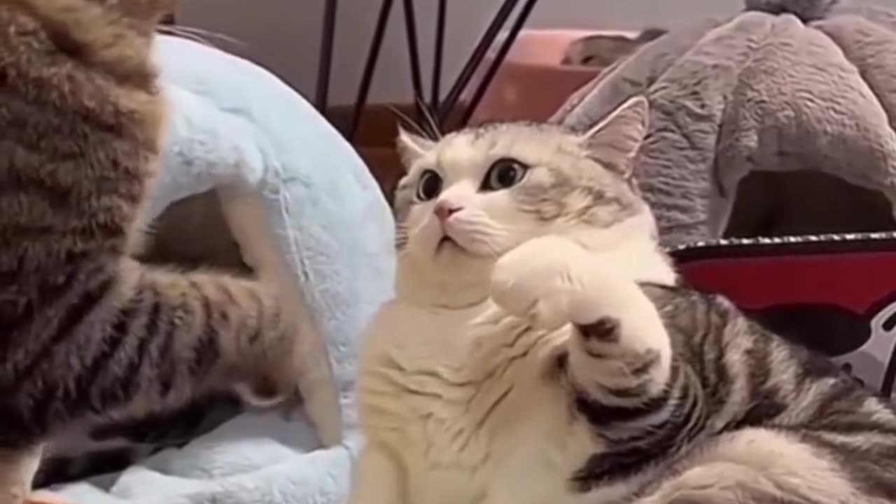 😂😂😺😂