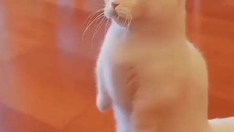 cut's pets funy pets fun peat funy