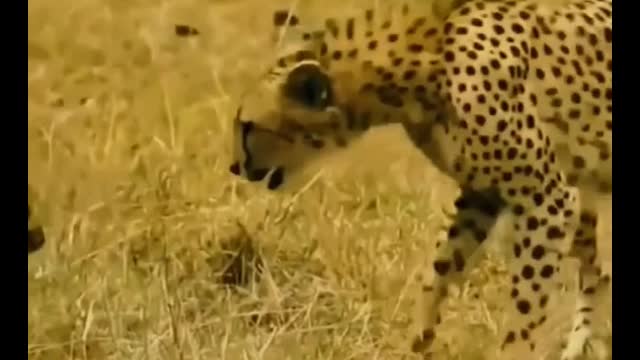 I can't believe it. It's a leopard playing with a fawn?