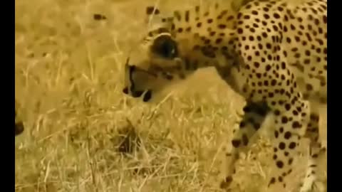 I can't believe it. It's a leopard playing with a fawn?