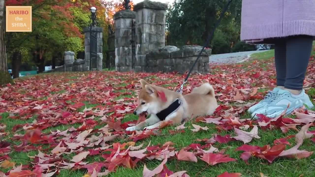 Shiba Inu from Puppy to Adult (8 weeks to 1 year)