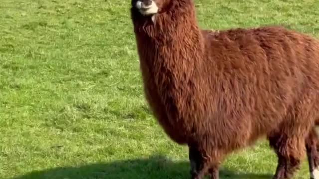 Hagrid the laughing Alpaca! 🤣🦙