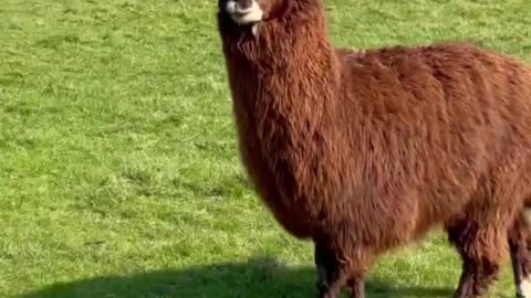 Hagrid the laughing Alpaca! 🤣🦙