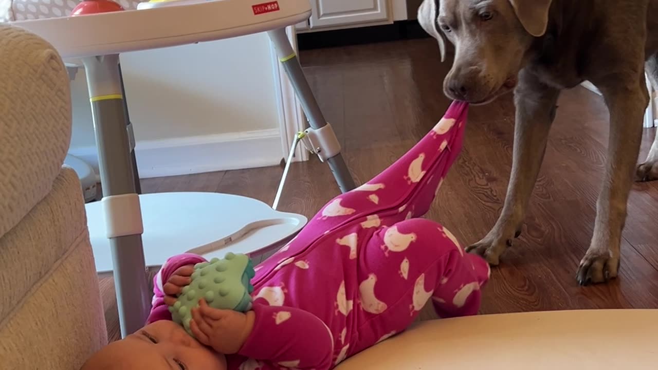 Gentle Dog Just Wants Her Socks