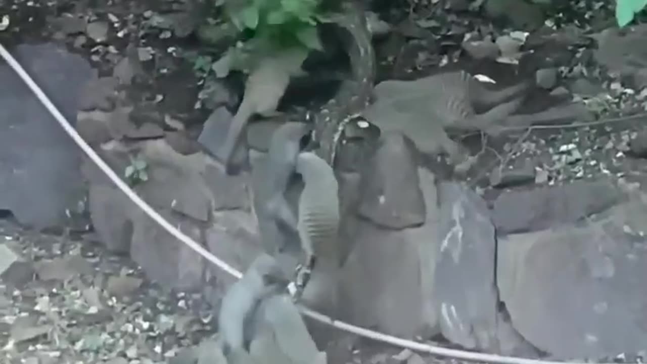 this how you stop the nazi control now.