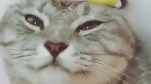 Cute Cat Taking A Bath #48 Best Cute & Funny Cat Videos