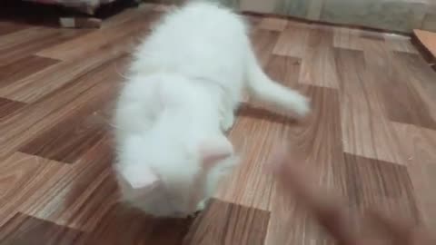 How to train your person cat kitt