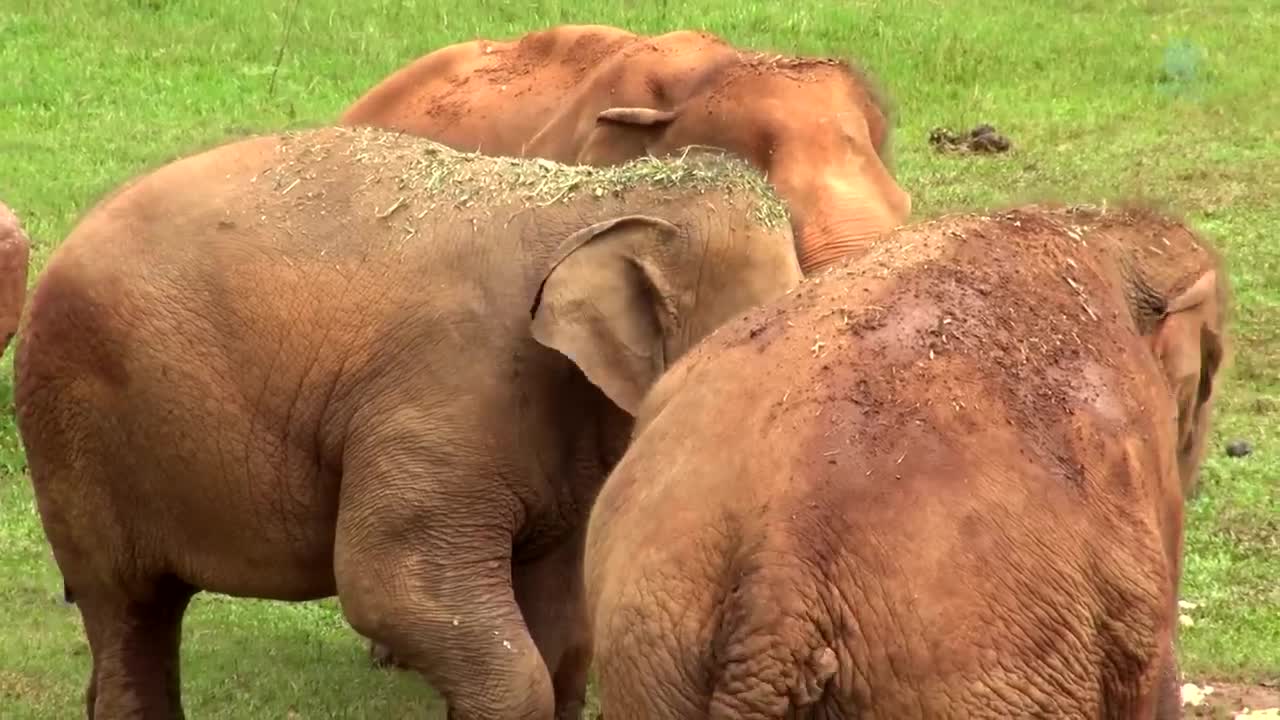 Watch Heartwarming Moment When Elephant Heard Calling Voice From Her Favourite Person - ElephantNews