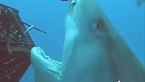 That was too close 😳 😬 shark 🦈