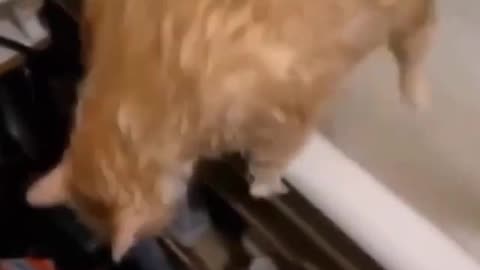 cat funny video