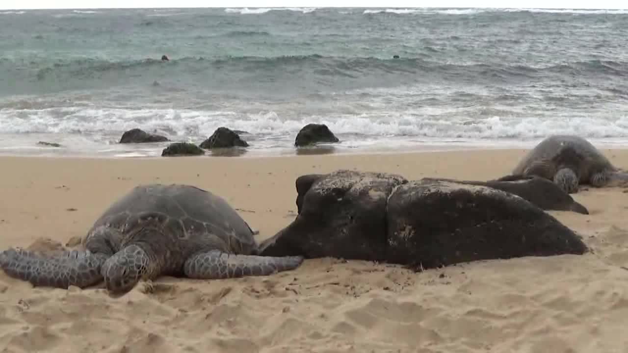 Hale'iwa, HI — Laniakea Beach #1