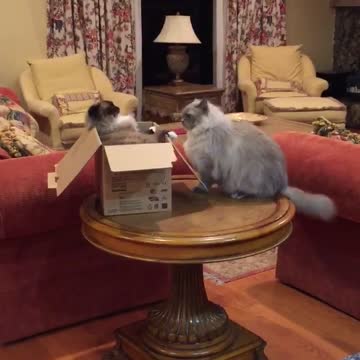 Gatos dejan su amistad de lado por el dominio sobre una caja de cartón