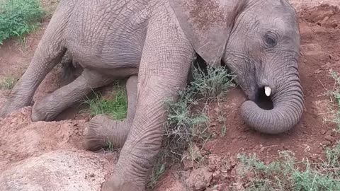 Baby orphaned elephants enjoy a mud bath at Reteti Elephant Sanctuary.