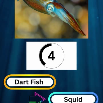 Fish Frenzy 27 A fast-paced quiz
