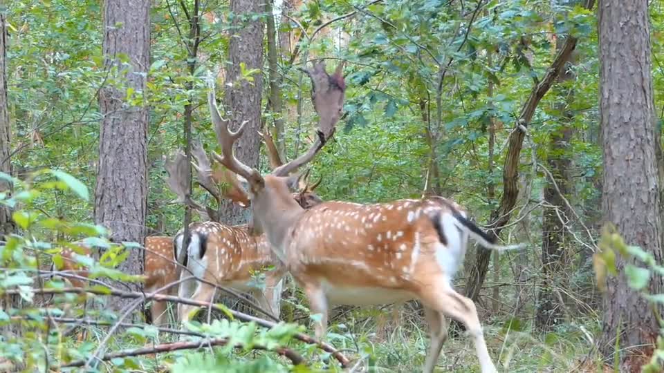 servants in the forest