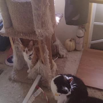 The 2022 movie of the year award goes to...