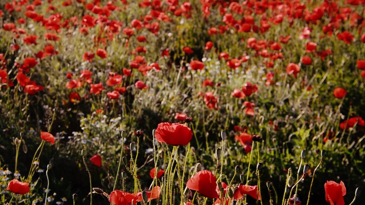 Red Poppies flowers field good smell