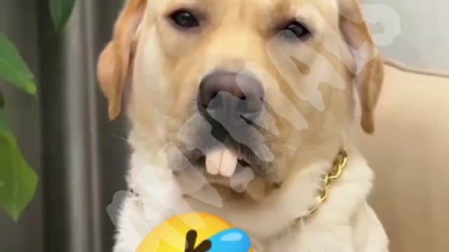 2022 Funny Dog video. Dog video Try not to laugh